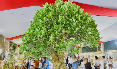 Tận thấy cây mít bon sai được chào giá 800 triệu đồng