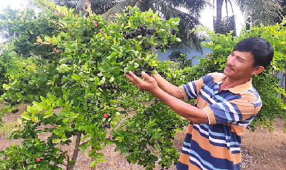 Vườn si rô lớn nhất Tiền Giang
