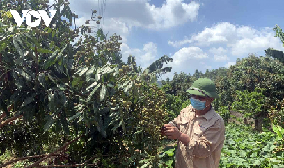 Sản lượng nhãn của Chí Linh (Hải Dương) ước đạt 4.000 tấn