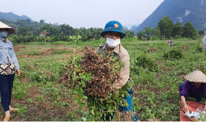 Chuyển lúa trồng lạc, hiệu quả cao gấp 3 lần