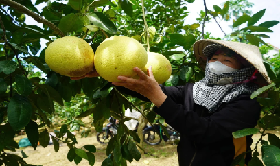 Bưởi Phúc Trạch bén rễ trên đất Đồng Lê