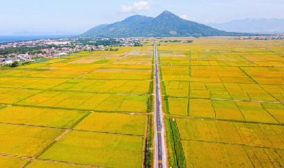 Rộn rã mùa gặt