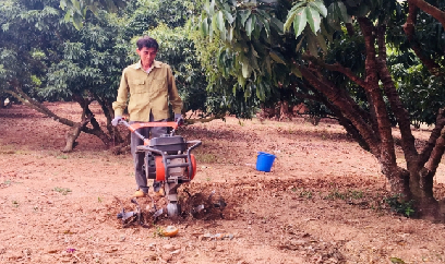 Vải thiều hứa hẹn được mùa