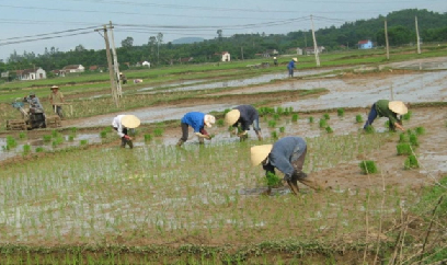 Nghệ An chỉ thị ứng dụng tiến bộ kỹ thuật vụ lúa xuân 2021