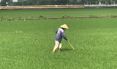 Vui Tết vẫn không quên ruộng đồng