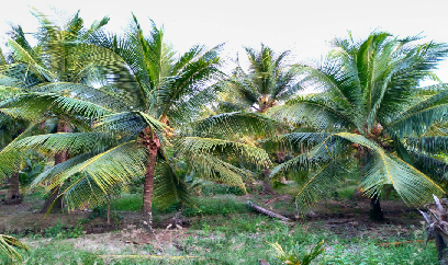 Đổi thay xứ dừa
