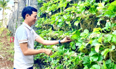 Độc đáo trồng dâu tây treo tường
