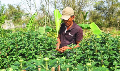 Làng hoa vùng lũ nhộn nhịp chuẩn bị sản phẩm cho vụ Tết