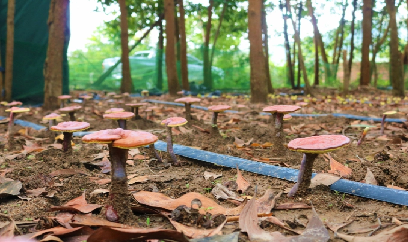 Trồng nấm linh chi đỏ dưới tán rừng keo, tạo sinh kế dài lâu