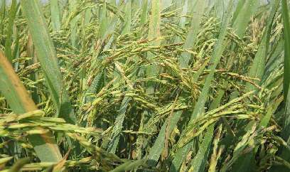 Hơn 5.320 ha lúa Hè Thu ở Kiên Giang nhiễm sâu bệnh