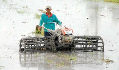 Trồng sâm nam trong vườn hồ tiêu