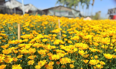 Trồng hoa cúc trên bãi bồi ven sông, bông to, màu đẹp