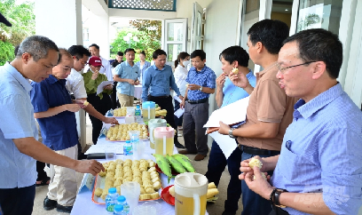 Những giống ngô nếp ngon nhất Việt Nam và Hàn Quốc cùng so đọ