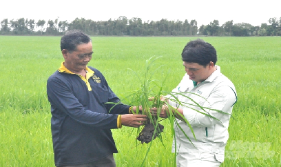 Kiên Giang tăng hơn 20 ngàn ha lúa thu đông