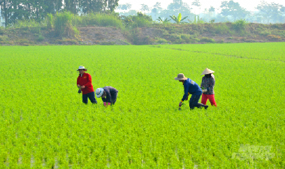 Bảo vệ lúa thu đông trong mùa mưa lũ