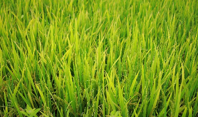 40.000ha lúa xuân Nghệ An gieo cấy trước lịch 15 ngày, có nơi trước 30 ngày