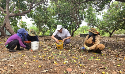 Vụ điều khởi sắc, nông dân phấn khởi