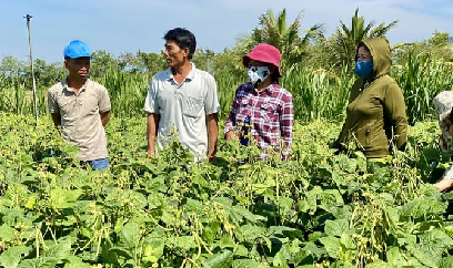Đậu xanh cho lợi nhuận 33 triệu đồng/ha ở vùng khô hạn