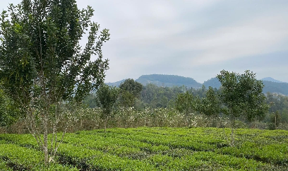 Xen canh mắc ca, nhân đôi thu nhập