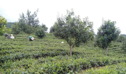 Tìm lối đi cho các hộ trồng mắc ca nhỏ lẻ