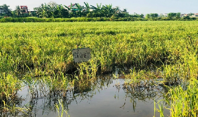 Nên để lúa chét hay cứ cố làm vụ hè thu?