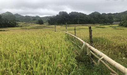 Lào Cai xây dựng vùng thâm canh lúa trên 8.000ha