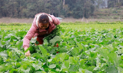 Lào Cai đẩy nhanh thu hoạch cây vụ đông, triển khai phương án vụ xuân