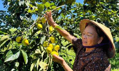 Hồng giòn Yên Du vào vụ, giá 35.000 - 40.000 đồng/kg, tiêu thụ thuận lợi