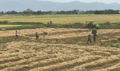Bình Định thắng lớn vụ hè thu