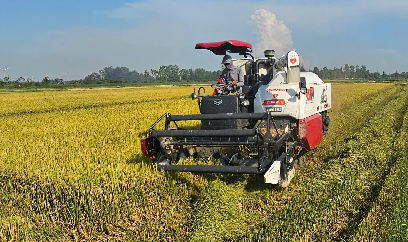 Lúa đông xuân Quảng Bình cơ bản được mùa, nông dân lãi 20 triệu đồng/ha