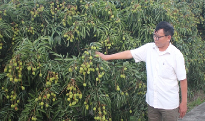 Vải thiều được mùa, nhưng chi phí tăng cao