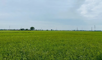 Bắc Ninh bảo vệ lúa, vải thiều trước nguy cơ sâu bệnh