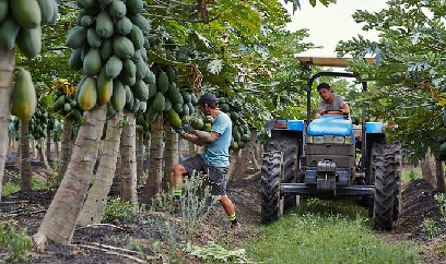 Nông dân Australia 'đỏ mắt' tìm người hái đu đủ, dâu tây