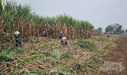 Người 'thổi tù và hàng tổng' ở vùng mía xứ Thanh