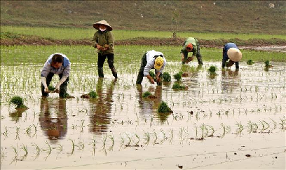 Gần 59% diện tích đã có nước gieo cấy vụ Đông Xuân