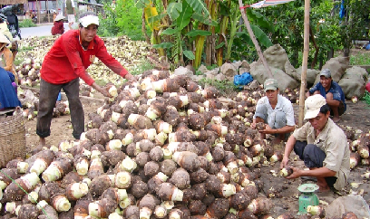 An Giang ra kịch bản đảm bảo chắc thắng vụ đông xuân