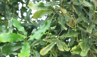 Mắc ca đơm hoa kết trái trên đồi chè