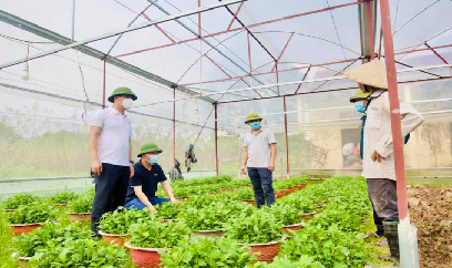 Trồng hoa bán Tết, thu nhập rất khá