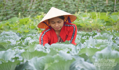 Thanh Hóa không để tình trạng được mùa, mất giá sản phẩm cây vụ đông