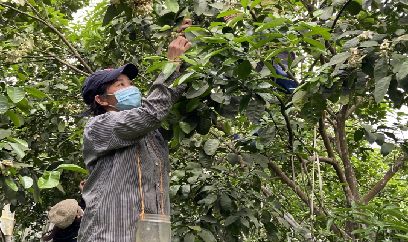 Dùng hoa bưởi chua thụ phấn bổ sung cho bưởi Phúc Trạch