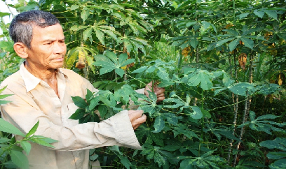 Bùng phát bệnh khảm lá sắn