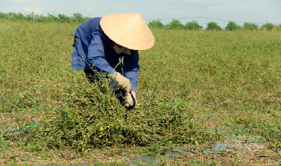 Quảng Trị đẩy mạnh xúc tiến đầu tư trồng, chế biến cây dược liệu