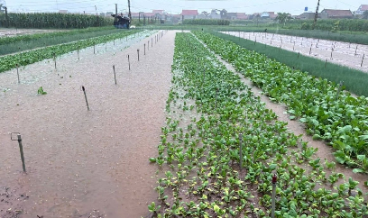 Nghệ An: Hàng trăm ha rau bị ngập do mưa lớn