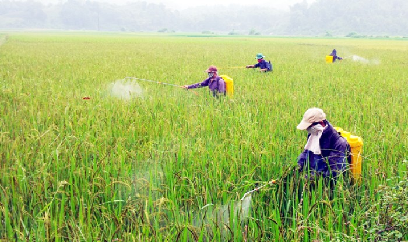 Biện pháp giúp bà con nông dân phòng trừ cỏ dại trên ruộng lúa gieo sạ trong vụ Đông Xuân