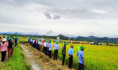 Gần 20 năm trồng lúa chưa gặp thất bát
