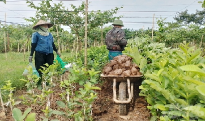 Người thành phố cũng sống khỏe bằng nghề nông